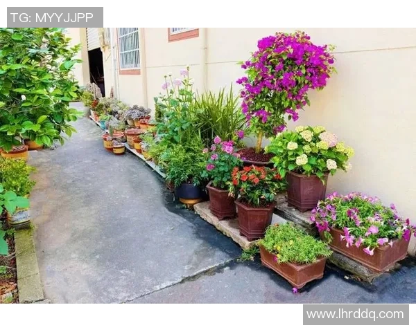 如何打造独具特色的盆栽花园,提升家庭环境的绿意与美感